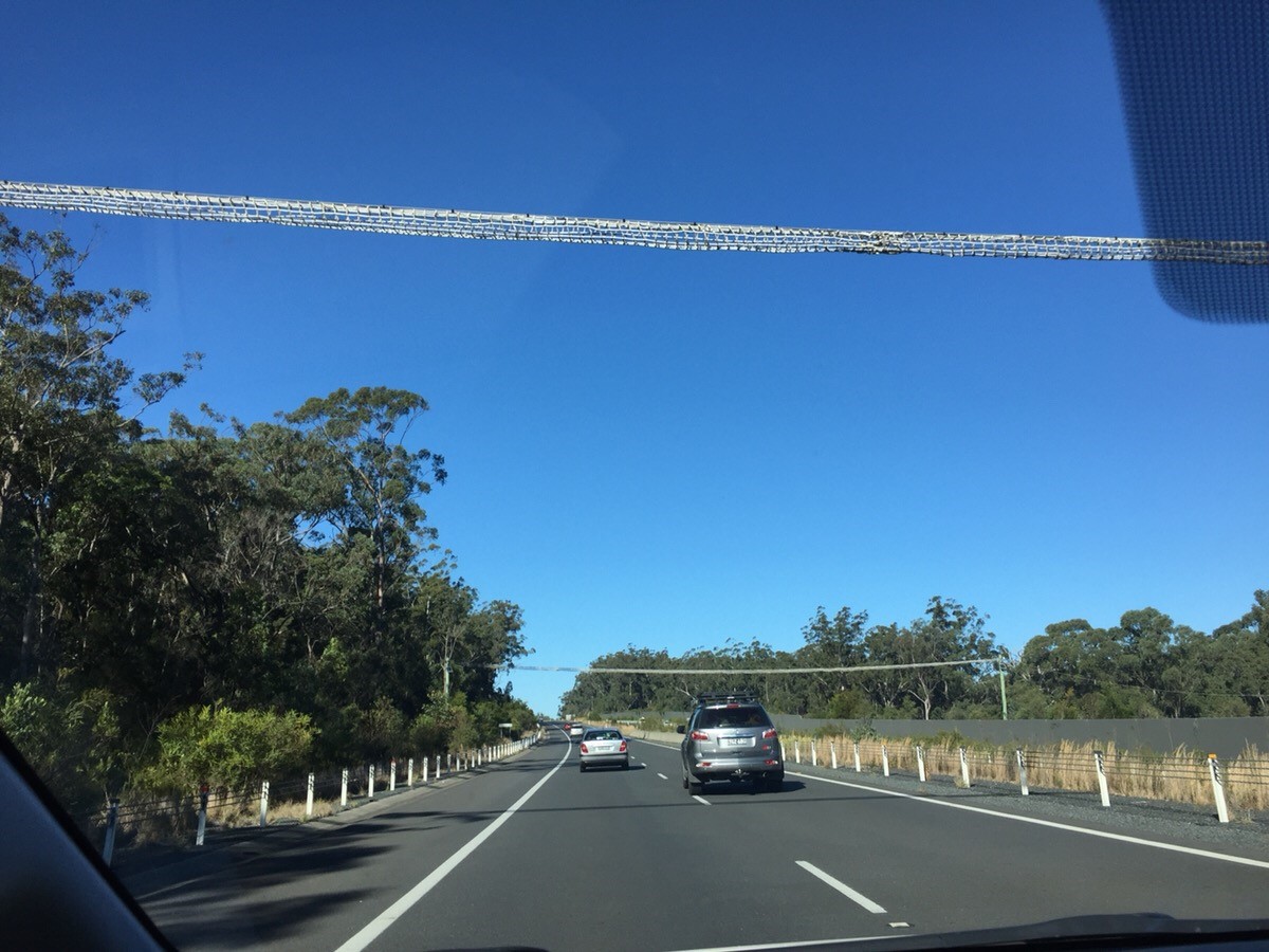 コアラの吊り橋はアップで見るとこんな感じの網目状になってます