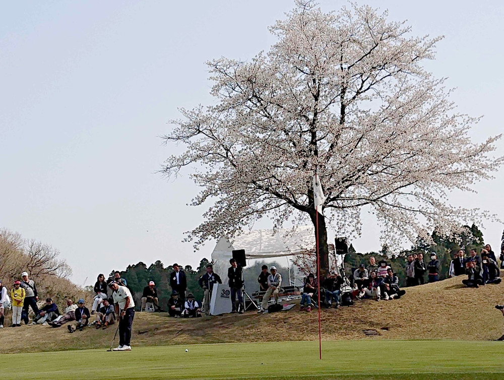 桜が咲き誇る中、１８番でイーグルパットを打つ池田勇太