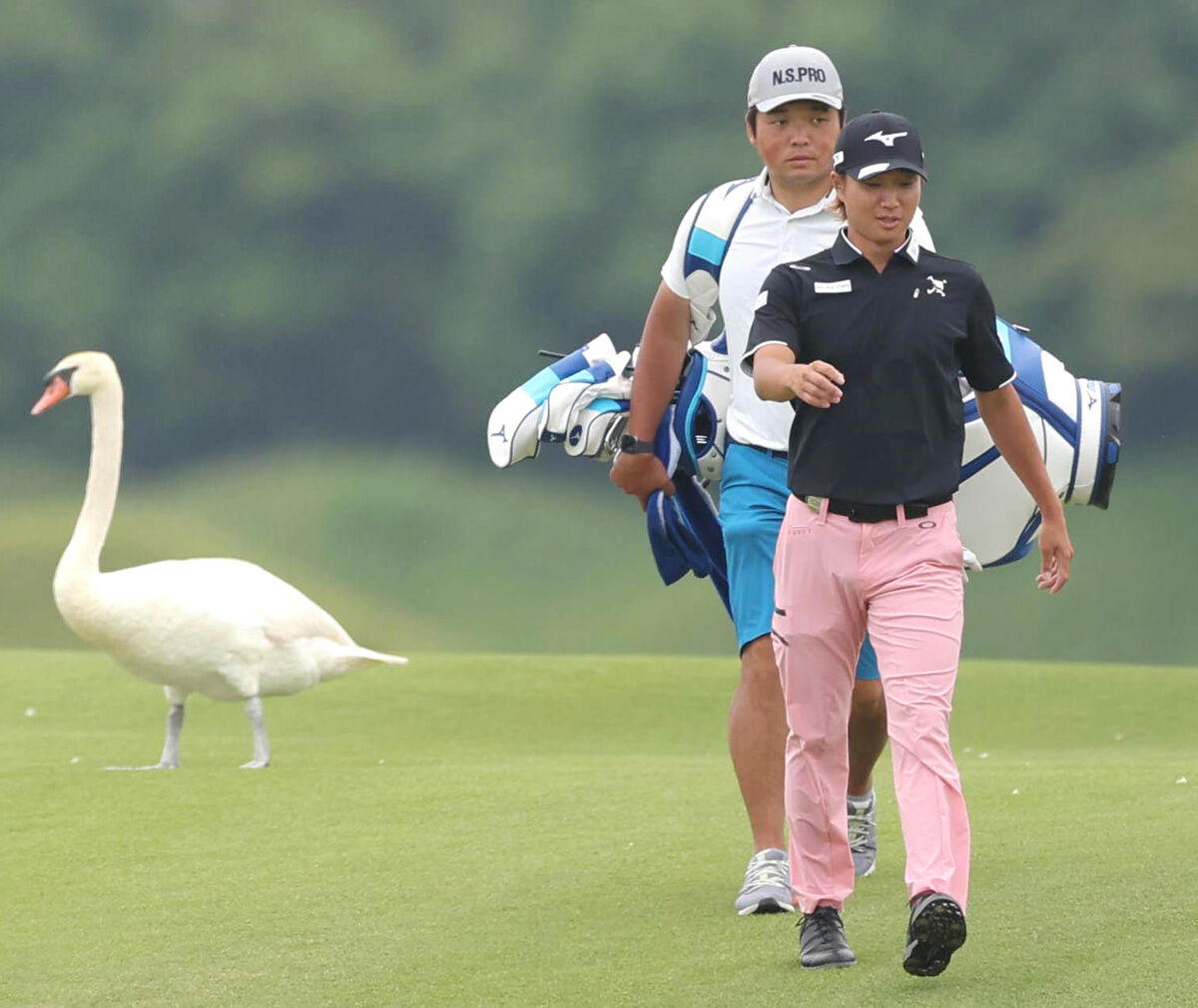 ９番、グリーンに移動する平田憲聖（右）のまわりを白鳥が歩く（カメラ・岩田　大補）