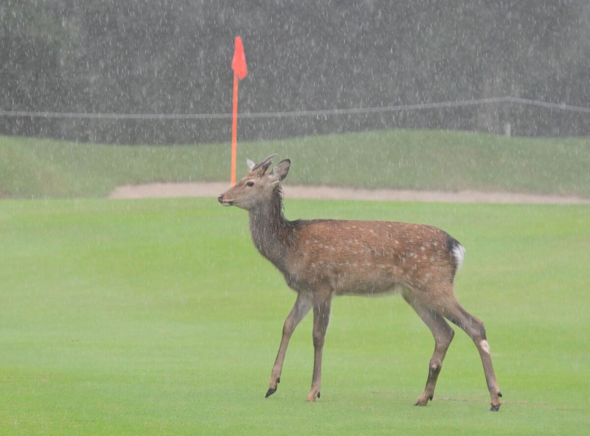 雨でスタートが大幅遅れの中、誰も居ない１０番ホールを歩く野生の鹿（カメラ・今西　淳）