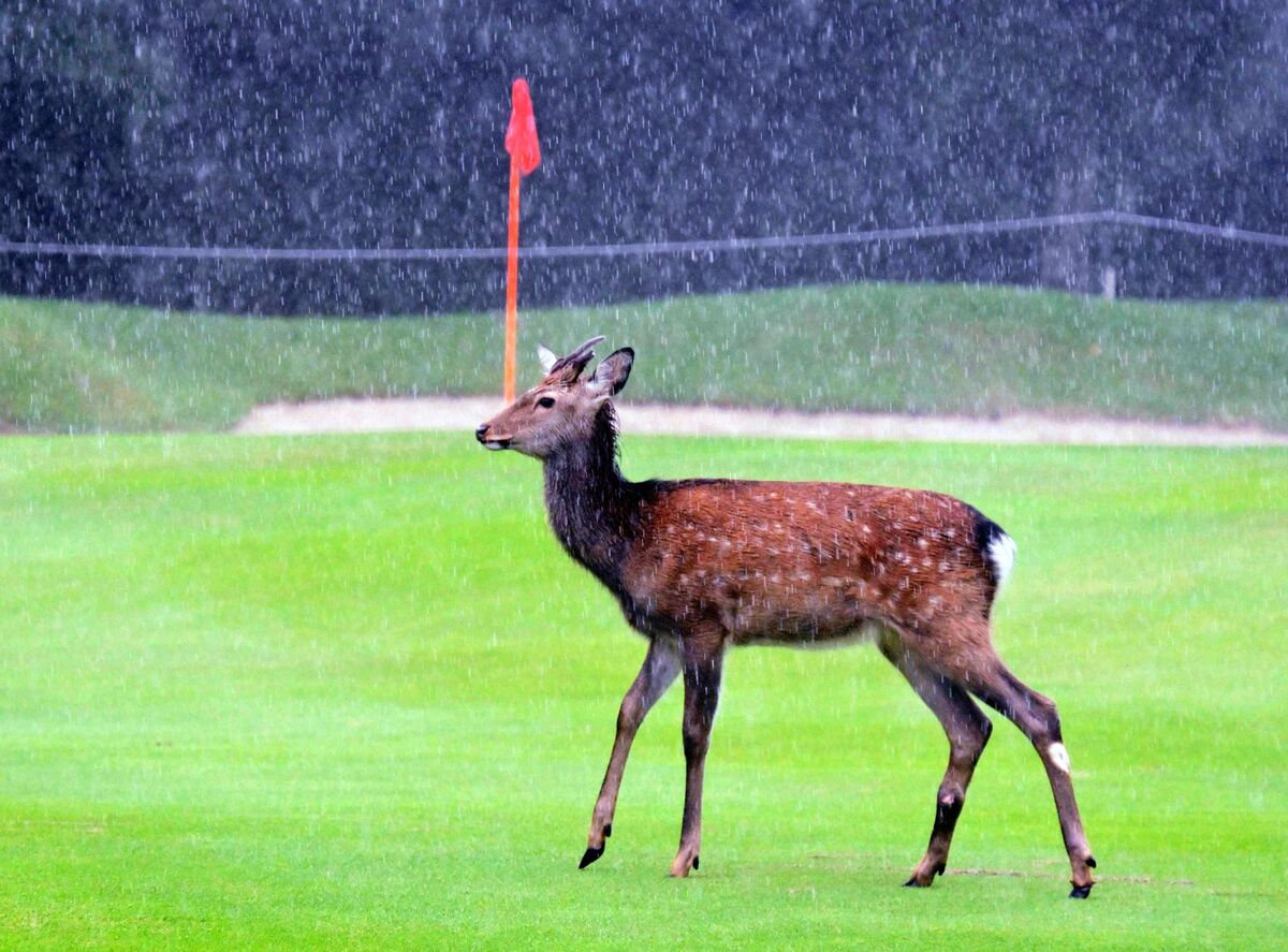 雨でスタートが大幅遅れの中、誰も居ない１０番ホールを歩く野生の鹿（カメラ・今西　淳）